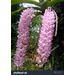 Wild Orchid